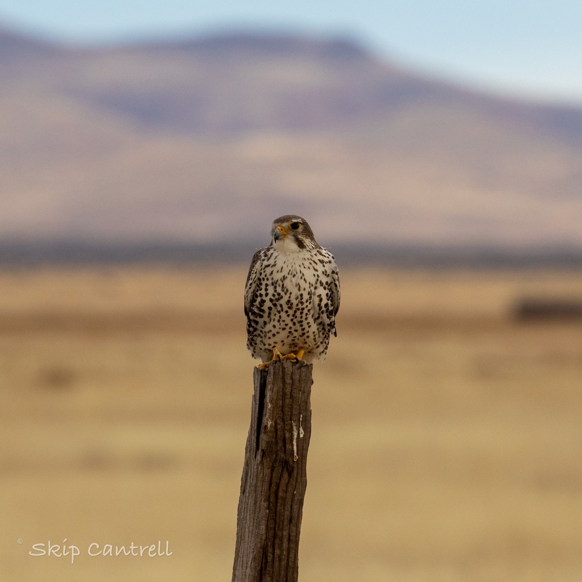 Prairie Falcon - Skip Cantrell
