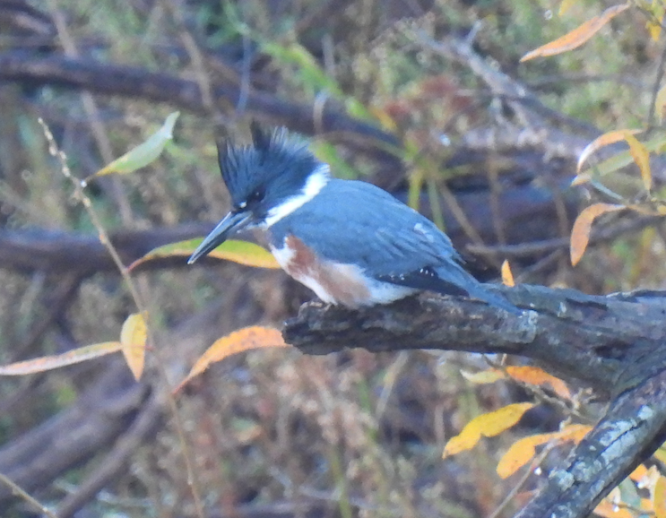 Belted Kingfisher - ML511020191