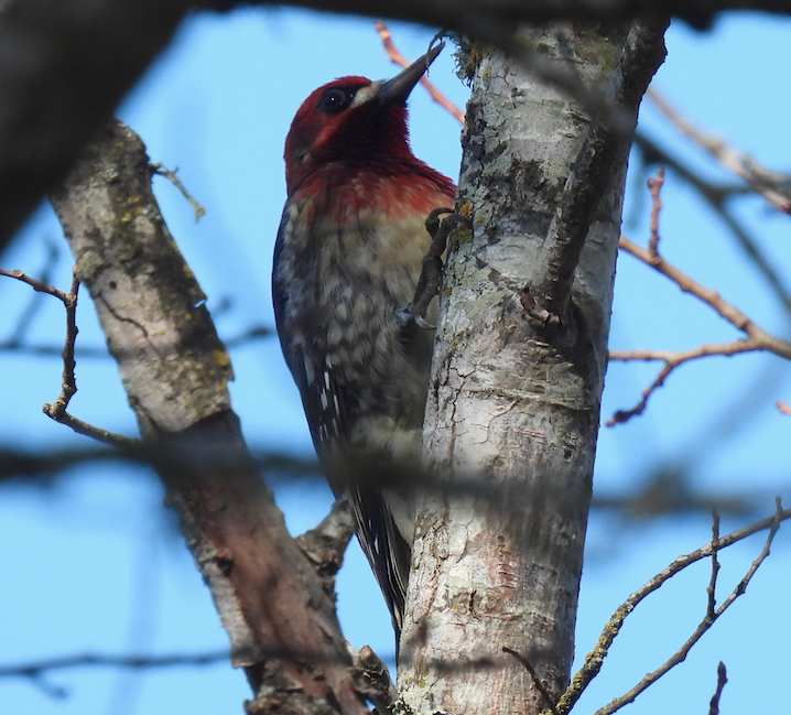 Red-breasted Sapsucker - ML511020361