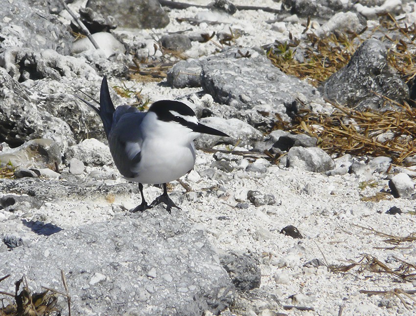 Gray-backed Tern - Narca Moore