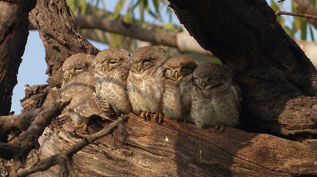 Spotted Owlet - ML51103001