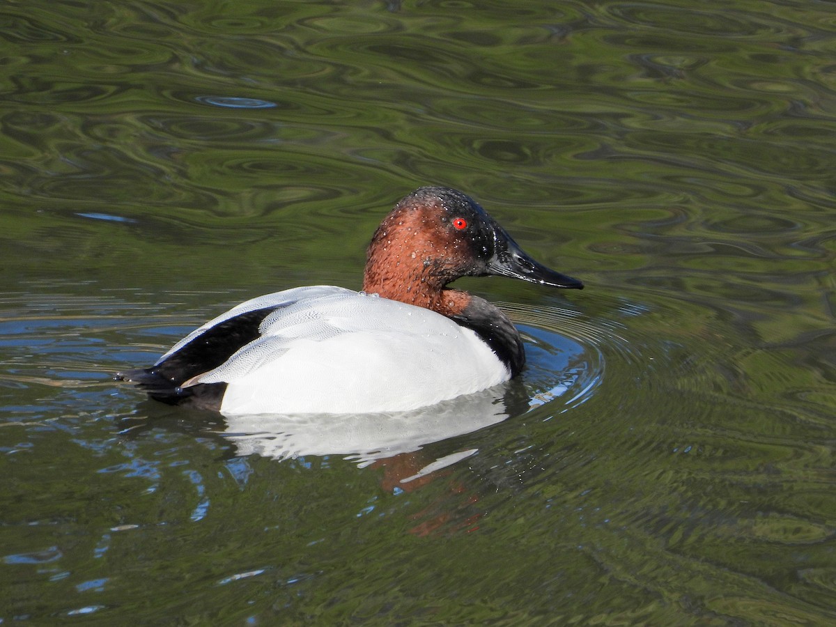 Canvasback - James Maley