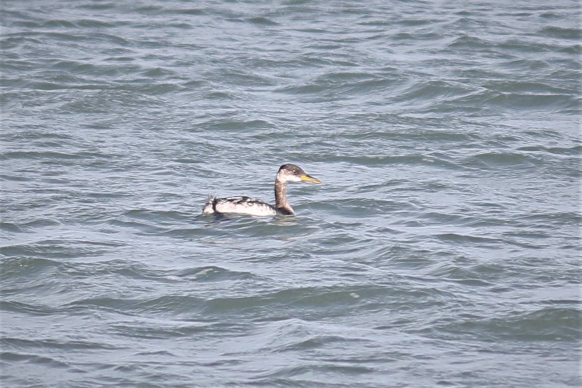 eBird Checklist 5 Dec 2022 Lorain HarborBoat Ramp Hotwaters 9
