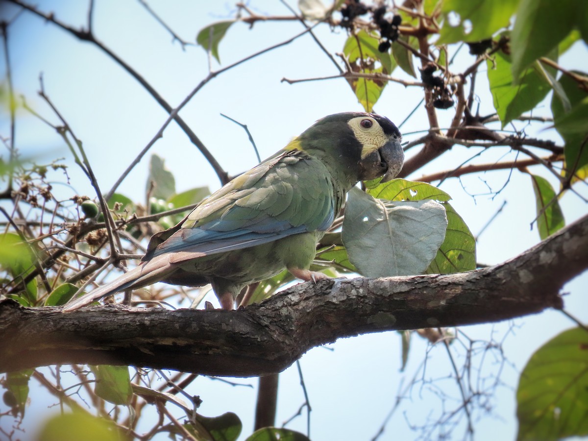 Yellow-collared Macaw - Àlex Giménez