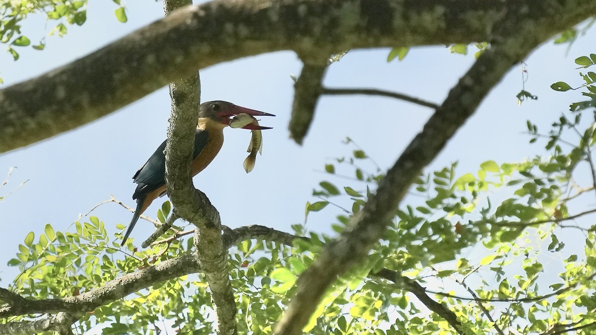 Stork-billed Kingfisher - Sunil Thirkannad