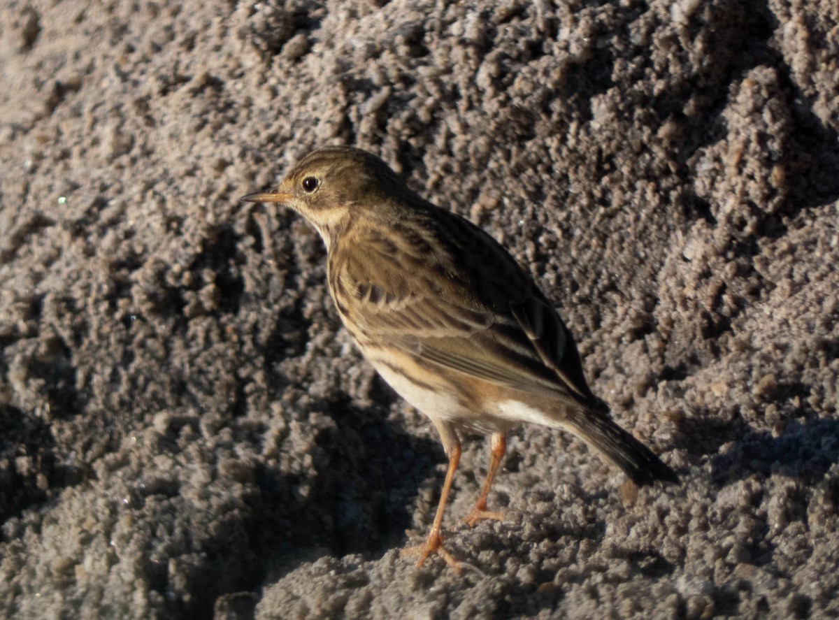 Meadow Pipit - ML511041041