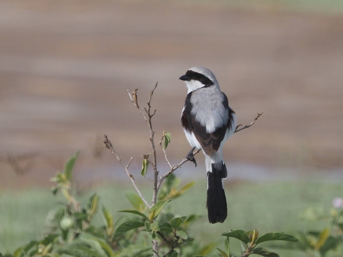 Gray-backed Fiscal - Luc and Therese Jacobs