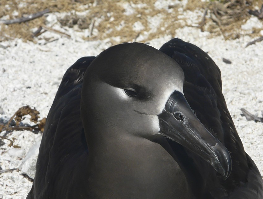 Albatros à pieds noirs - ML511047121