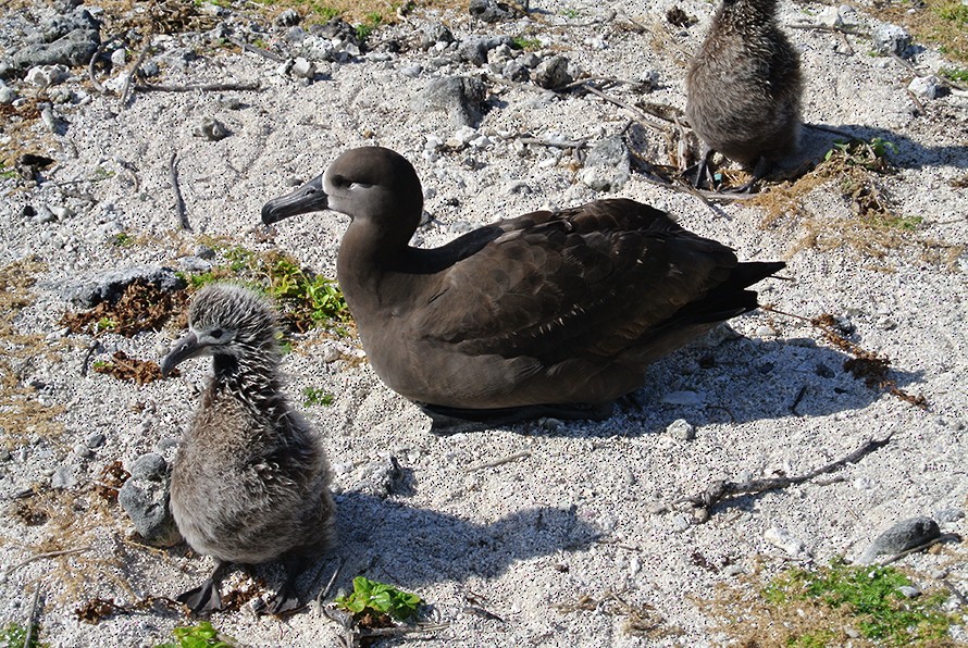 Black-footed Albatross - Narca Moore