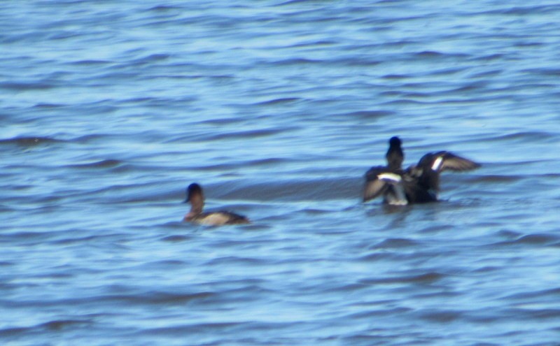 eBird Checklist - 6 Dec 2022 - Guana River WMA - 61 species