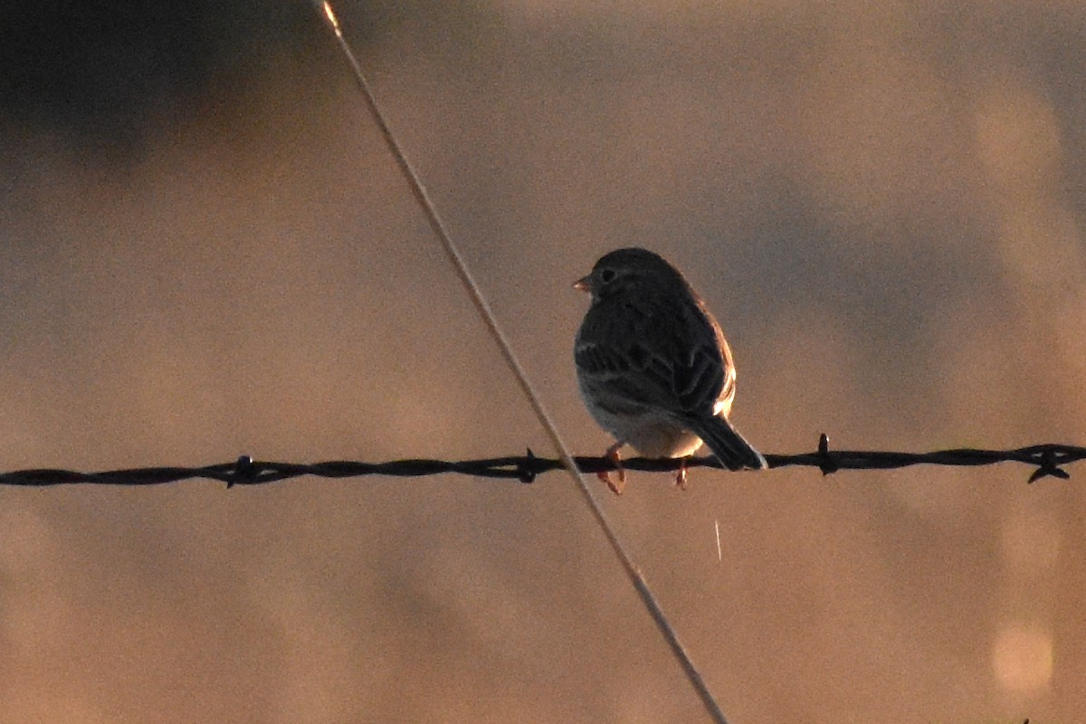 Vesper Sparrow - Brian Byrnes