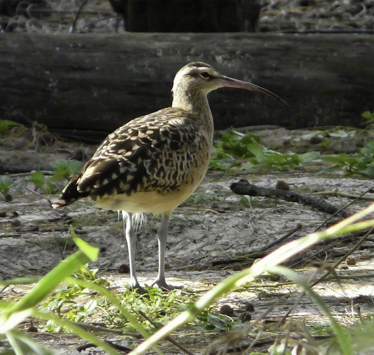 Bristle-thighed Curlew - ML511050391