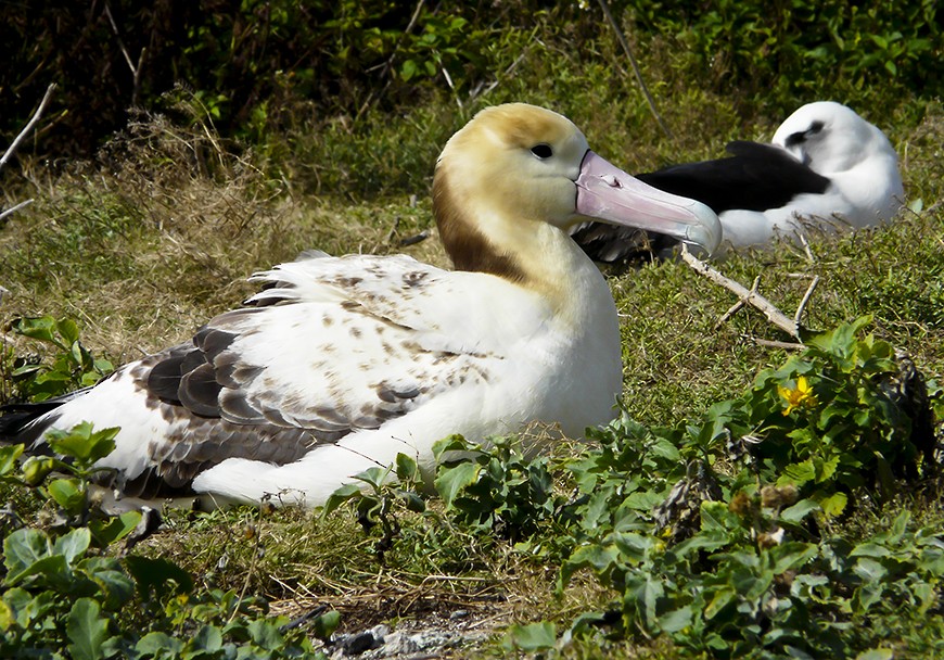 Albatros à queue courte - ML511051601
