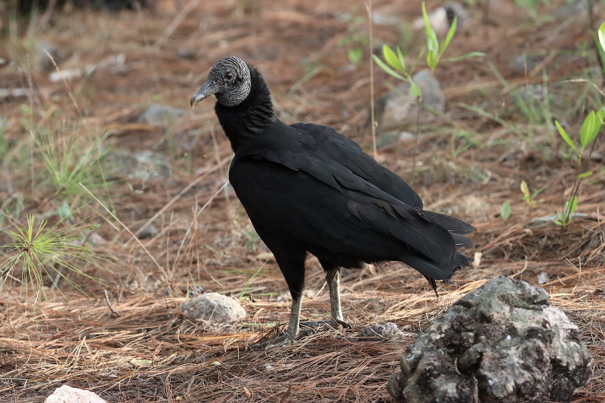 Black Vulture - John van Dort
