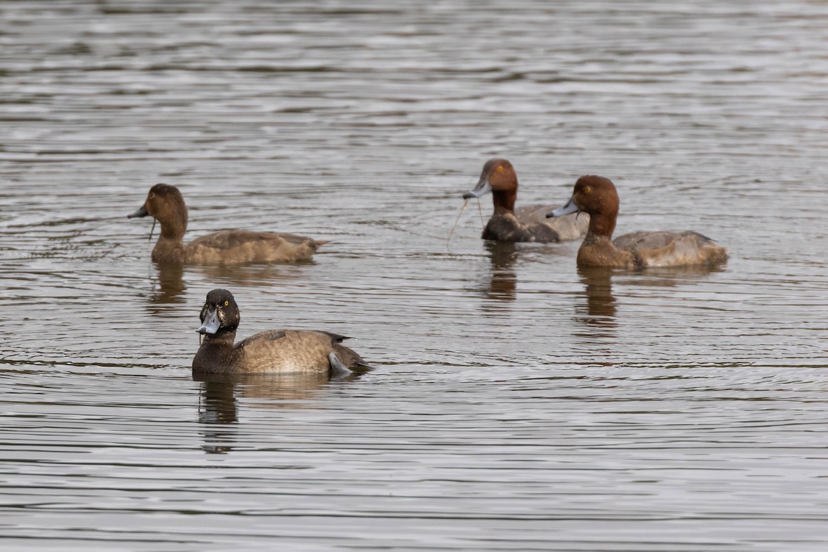 Greater Scaup - ML511053731