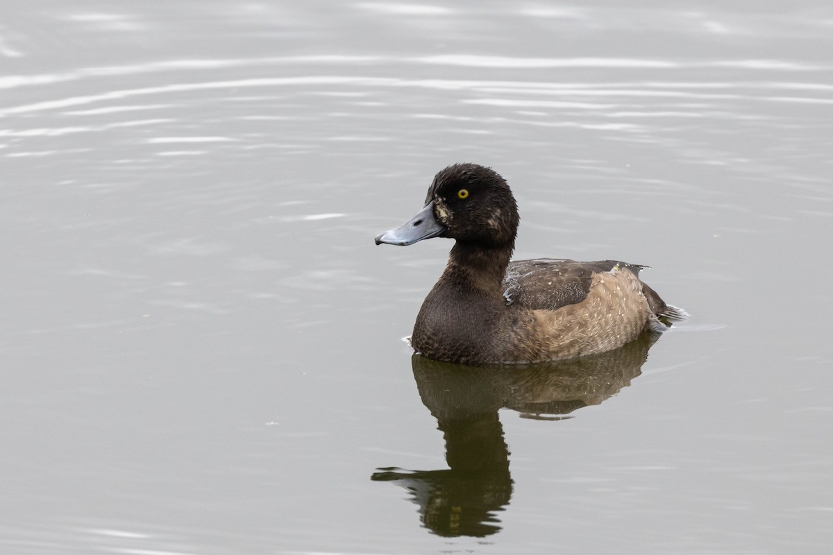 Greater Scaup - ML511053911