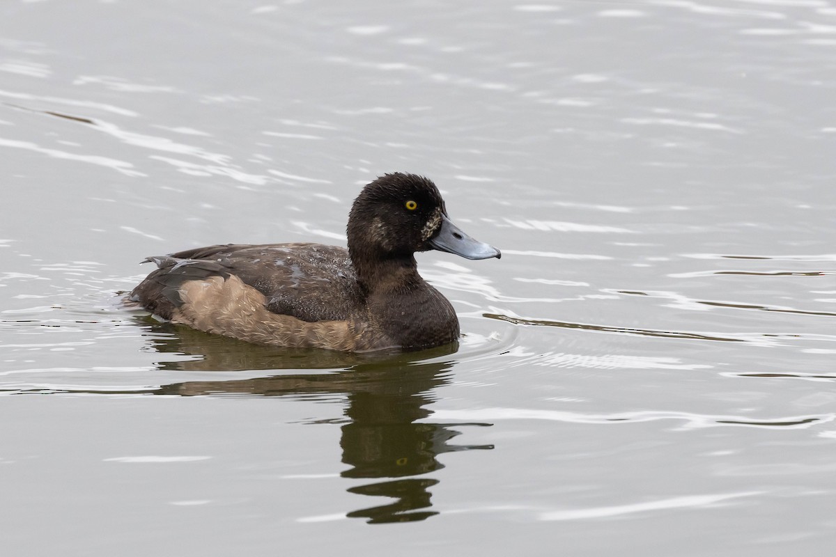 Greater Scaup - ML511053921