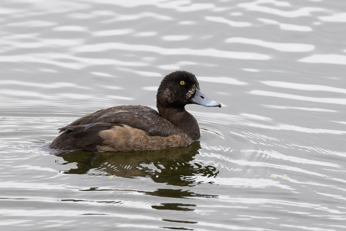 Greater Scaup - ML511053951