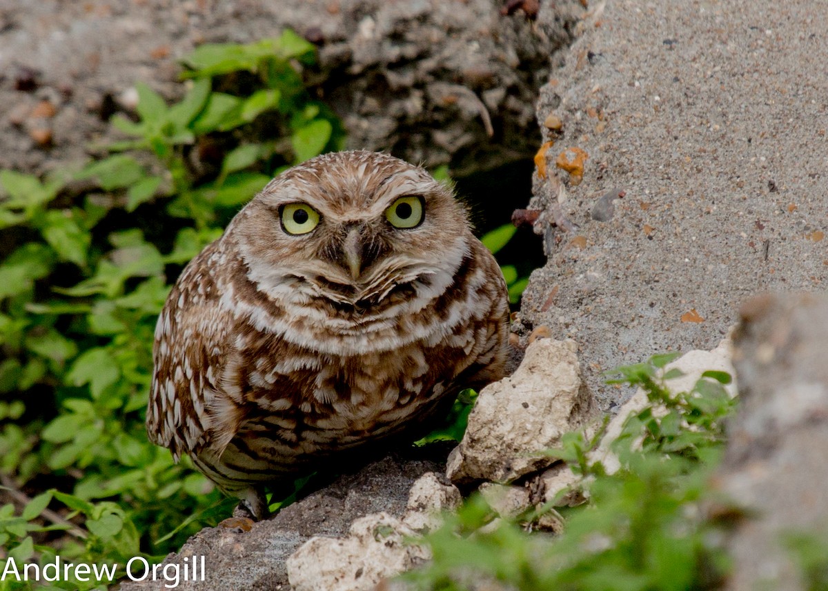 Burrowing Owl - Andrew Orgill