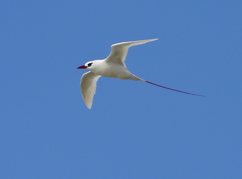 Red-tailed Tropicbird - ML511055641