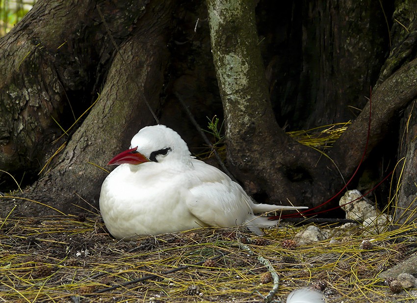 Red-tailed Tropicbird - ML511055651