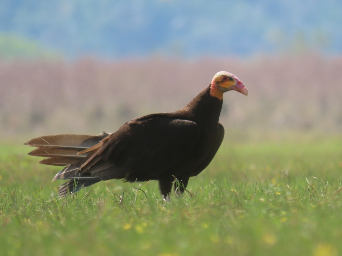 Lesser Yellow-headed Vulture - ML511055881