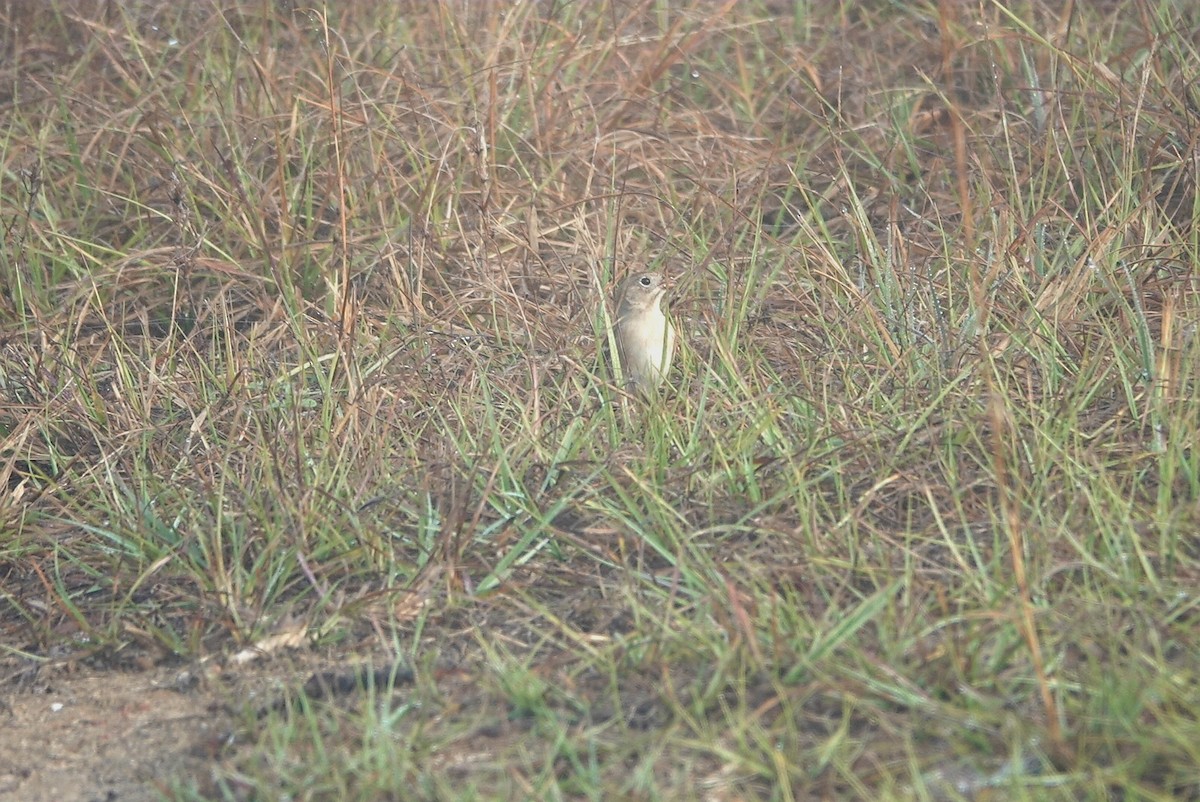 Field Sparrow - ML511058321