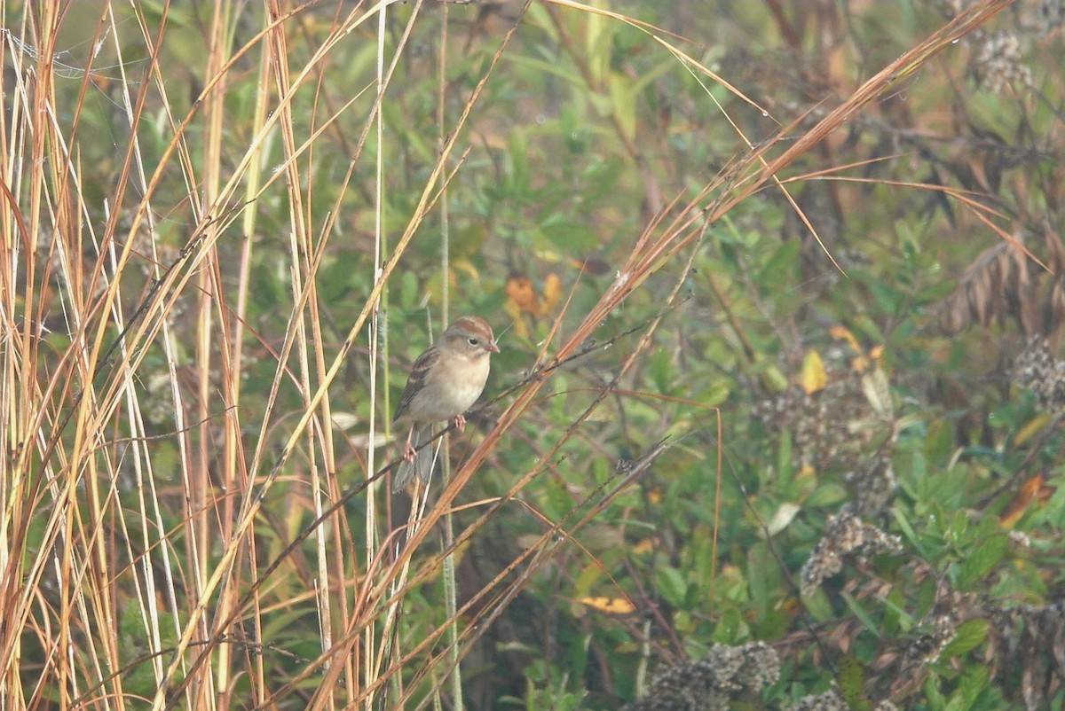 Field Sparrow - ML511058641