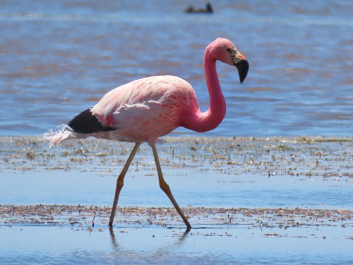 Andean Flamingo - Àlex Giménez