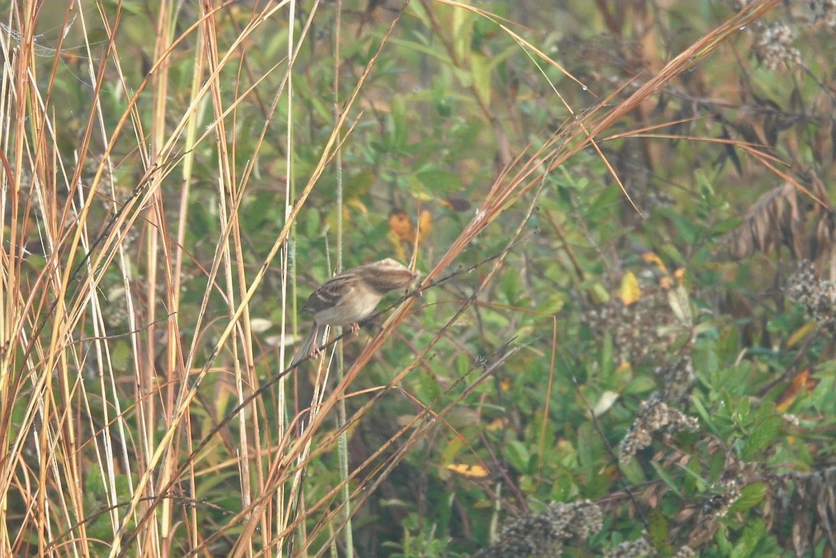 Field Sparrow - ML511059201