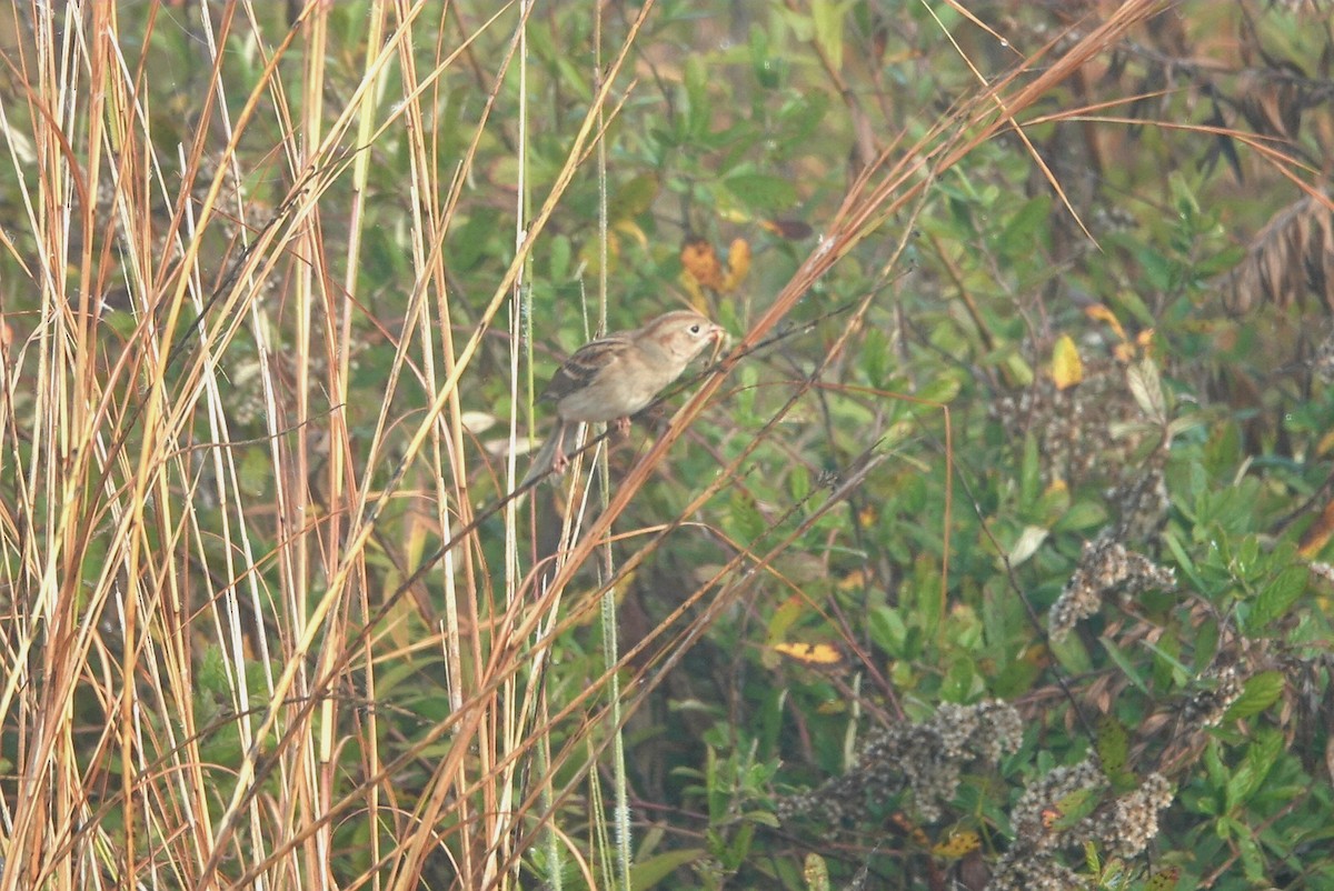 Field Sparrow - ML511059511
