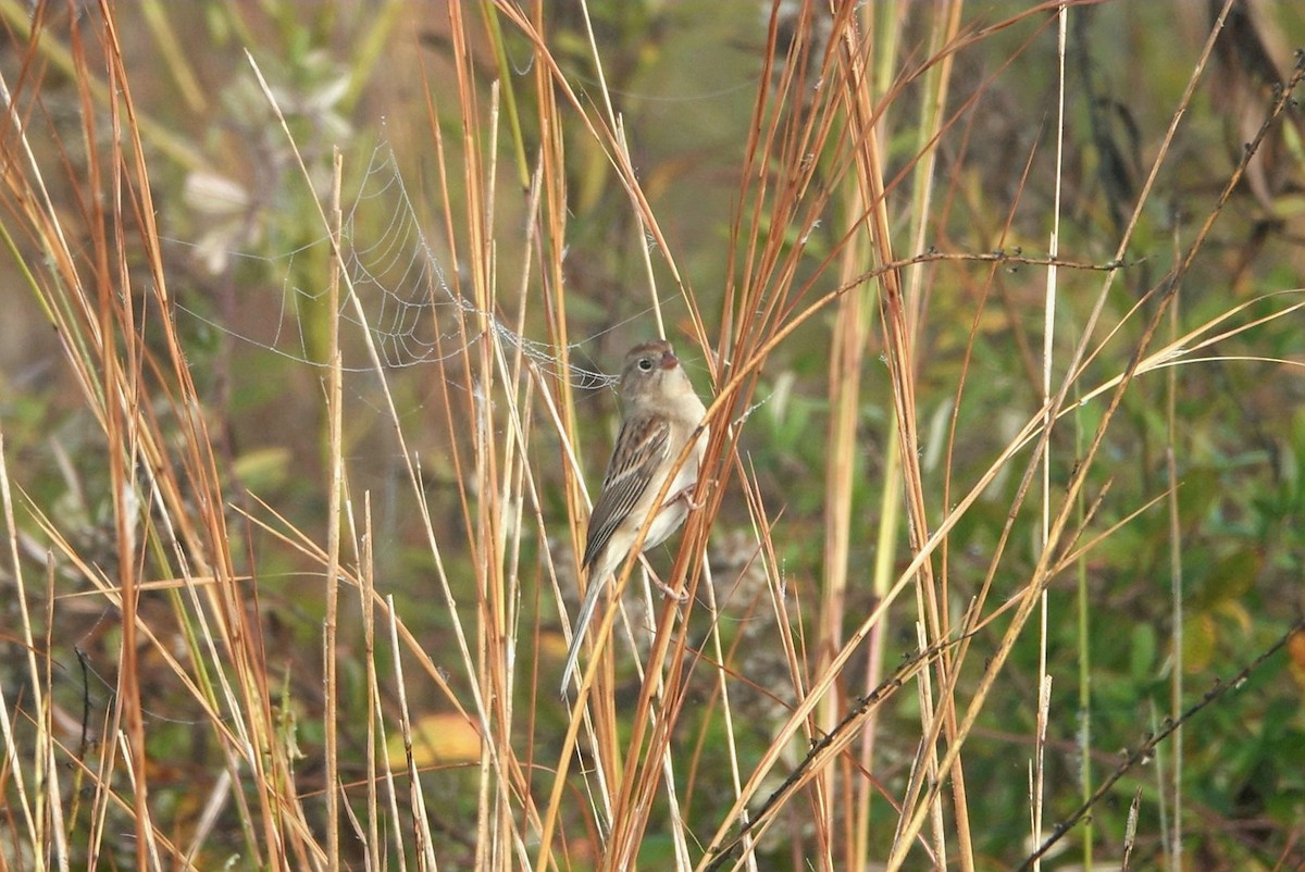 Field Sparrow - ML511059861