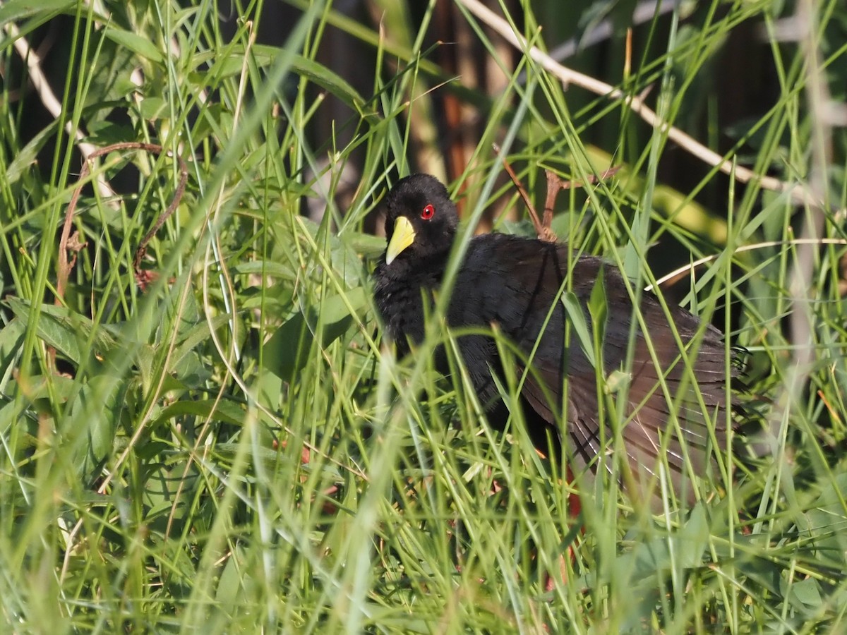 Black Crake - Luc and Therese Jacobs