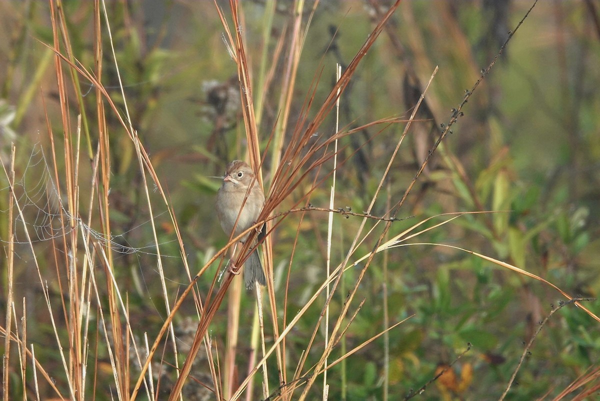 Field Sparrow - ML511060071