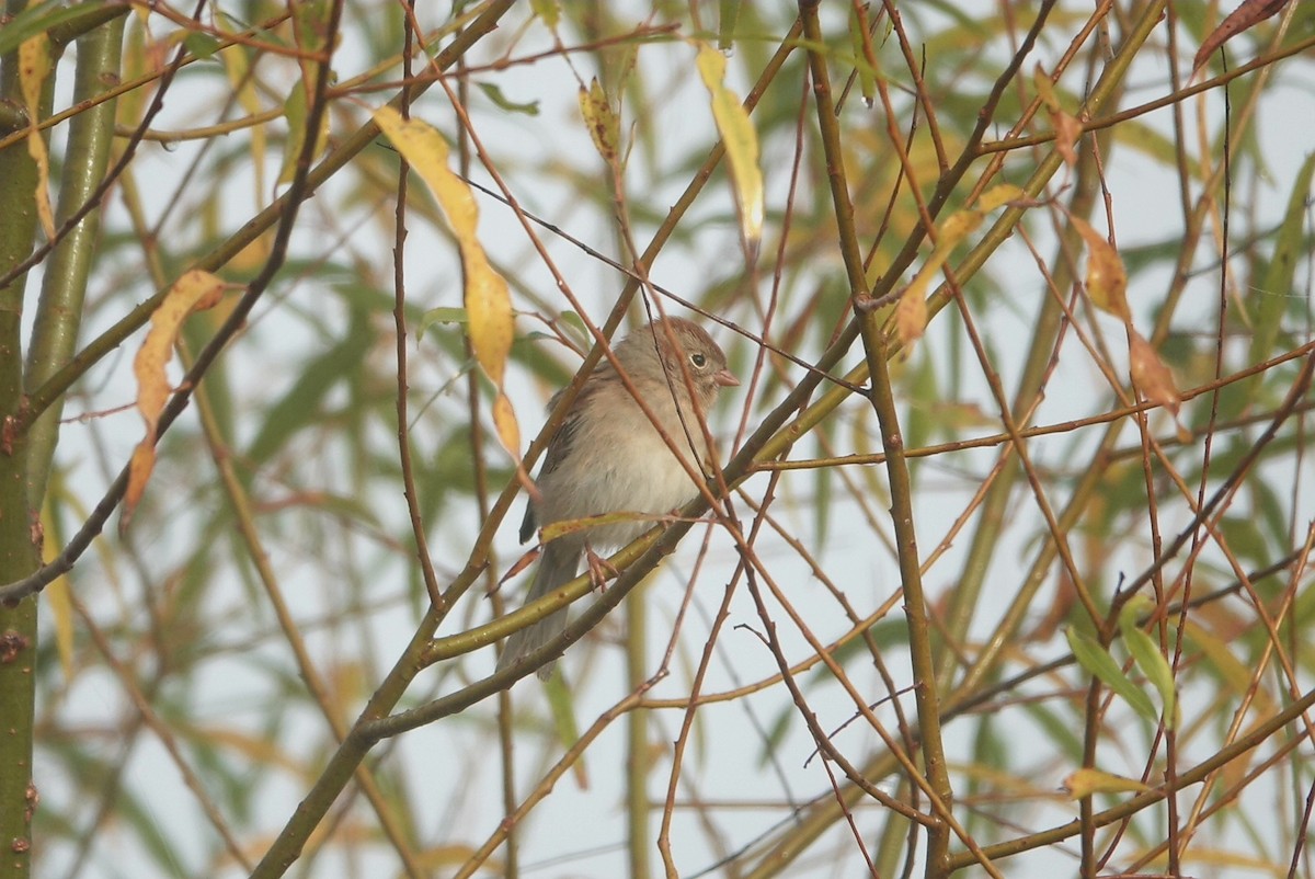 Field Sparrow - ML511060261