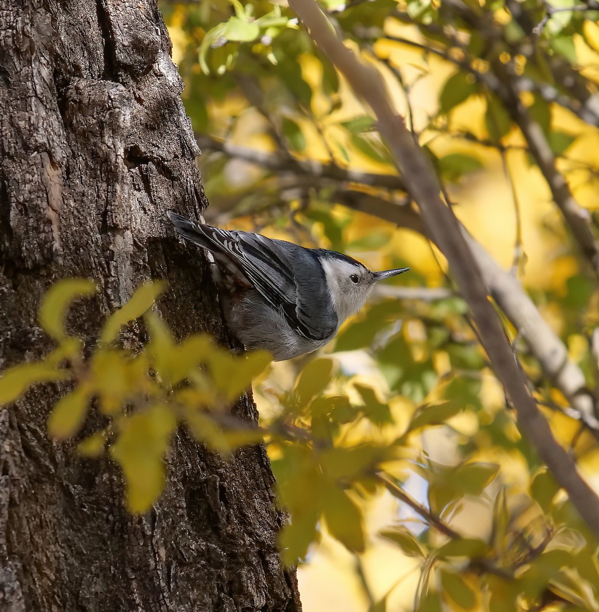 White-breasted Nuthatch - ML511060521