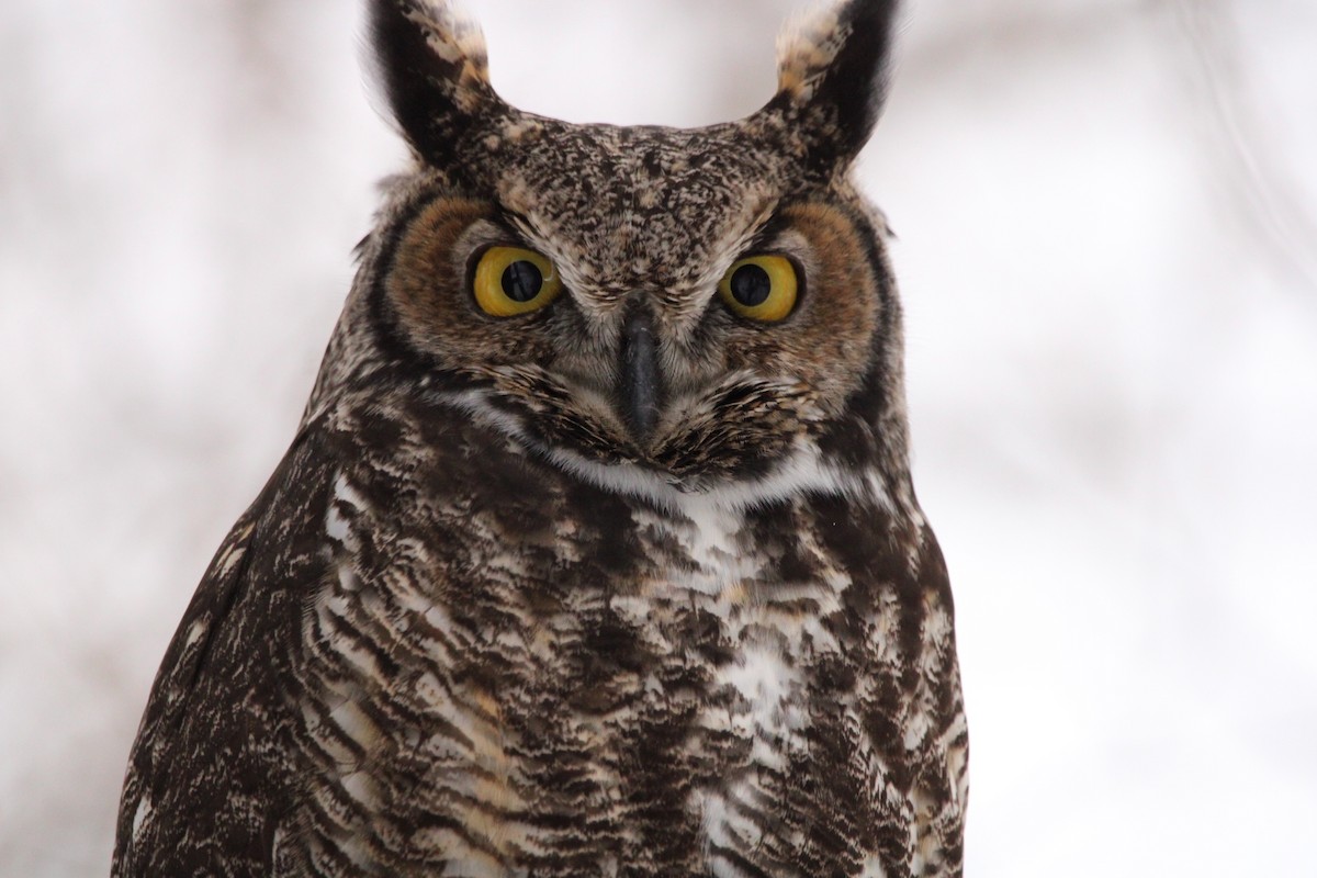 Great Horned Owl - ML511060631
