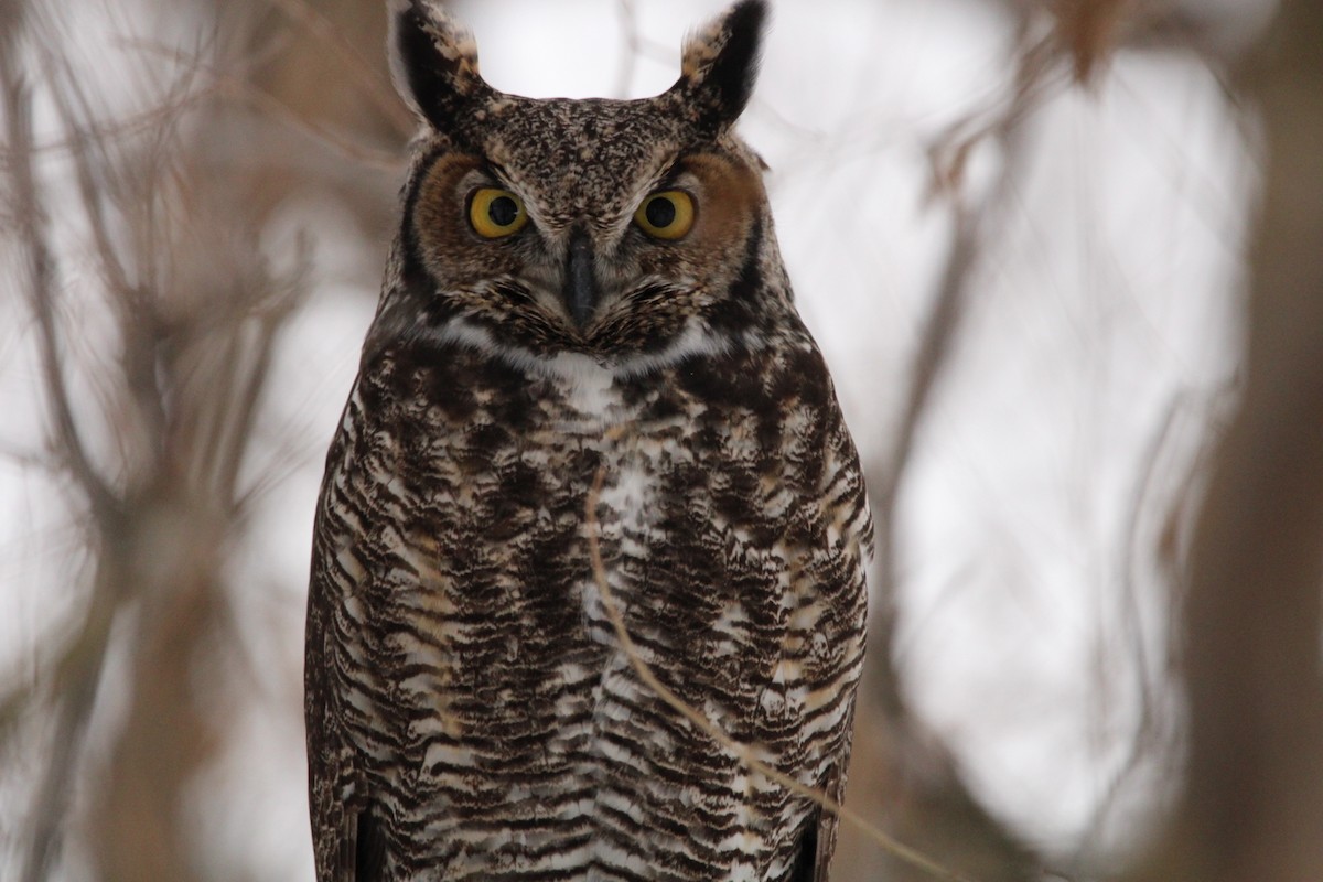 Great Horned Owl - ML511060641