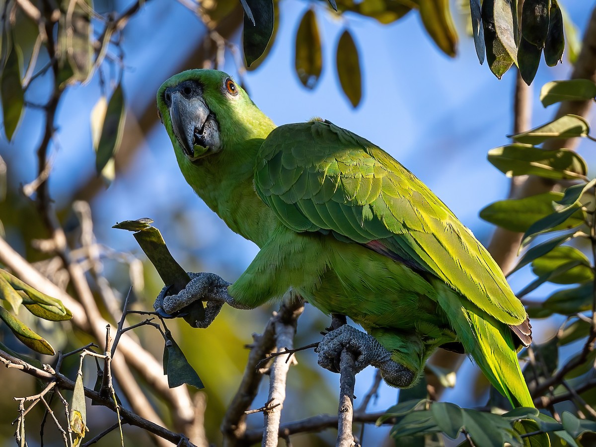 Yellow-naped Parrot - Sean Sparrow