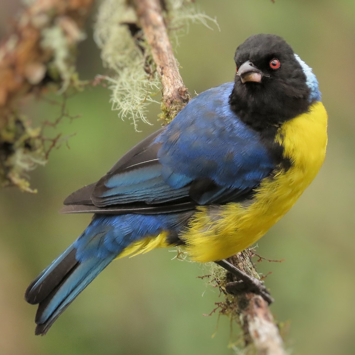 Hooded Mountain Tanager - ML511061411