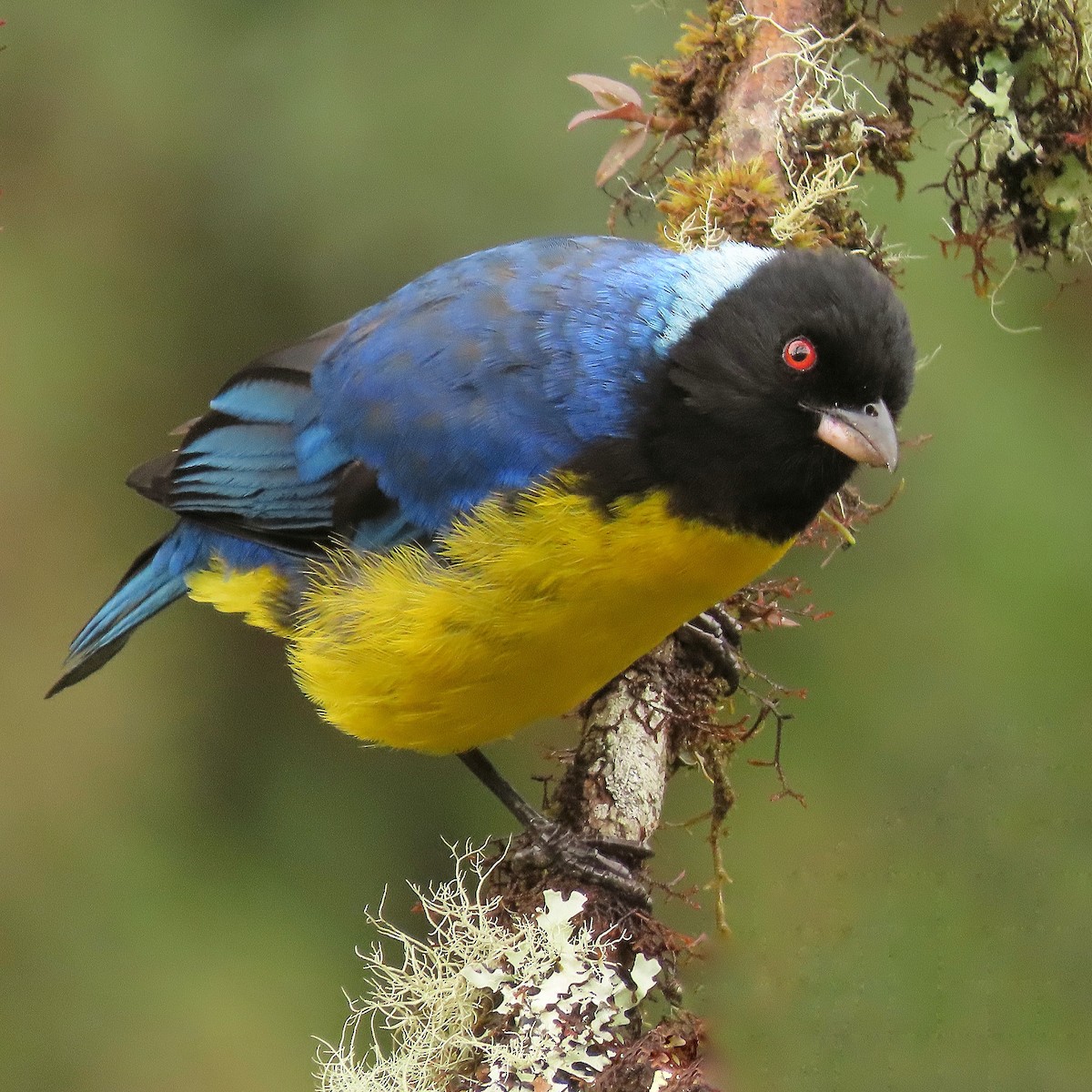 Hooded Mountain Tanager - ML511061421