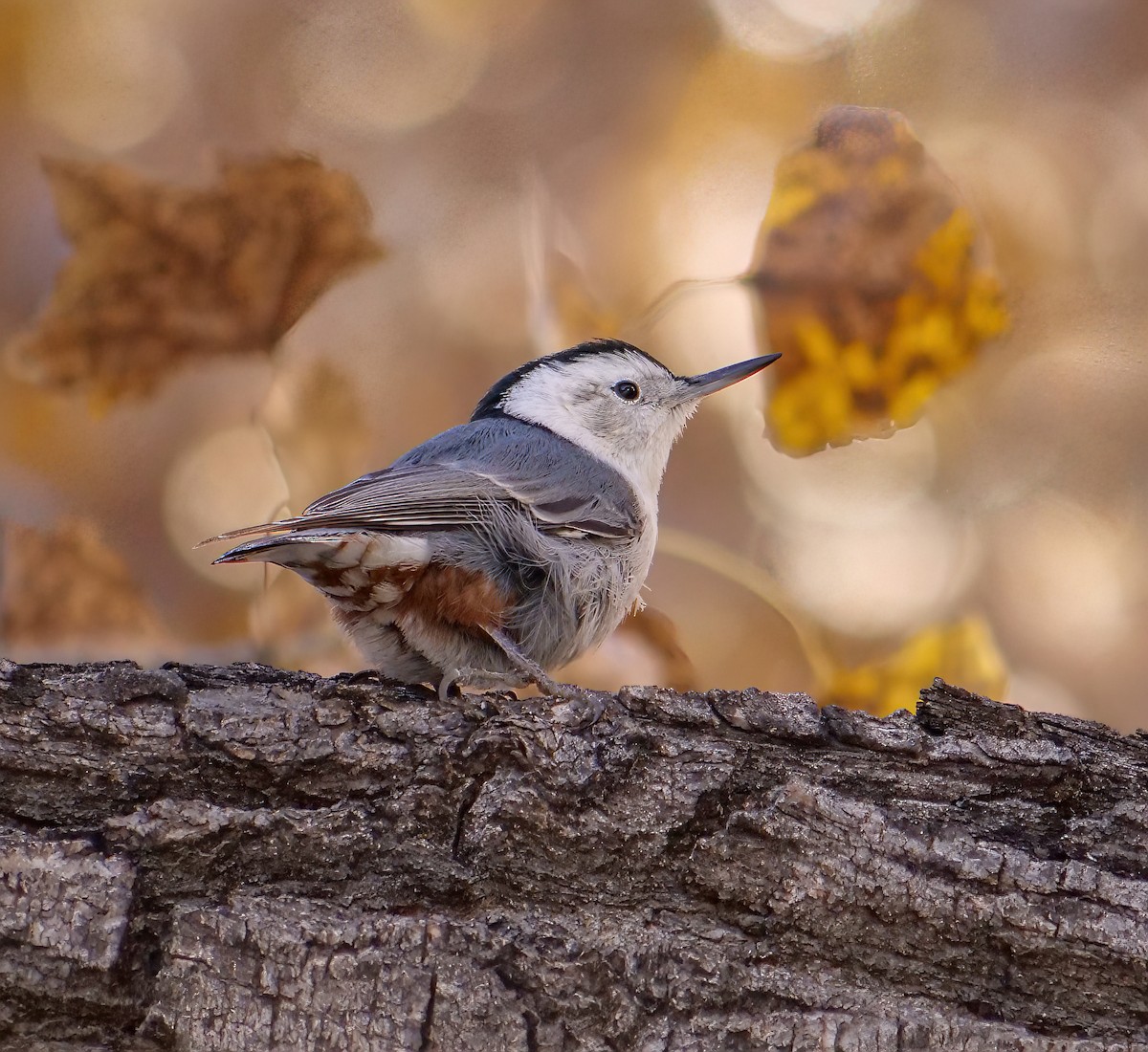 White-breasted Nuthatch - ML511070581