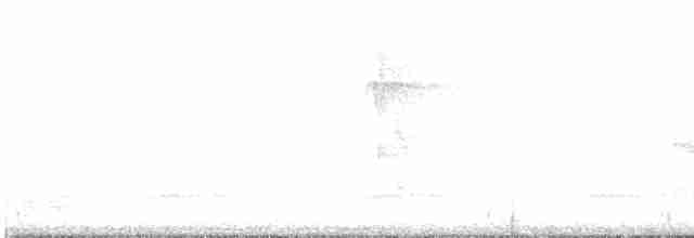 White-bellied Antbird - ML511072671