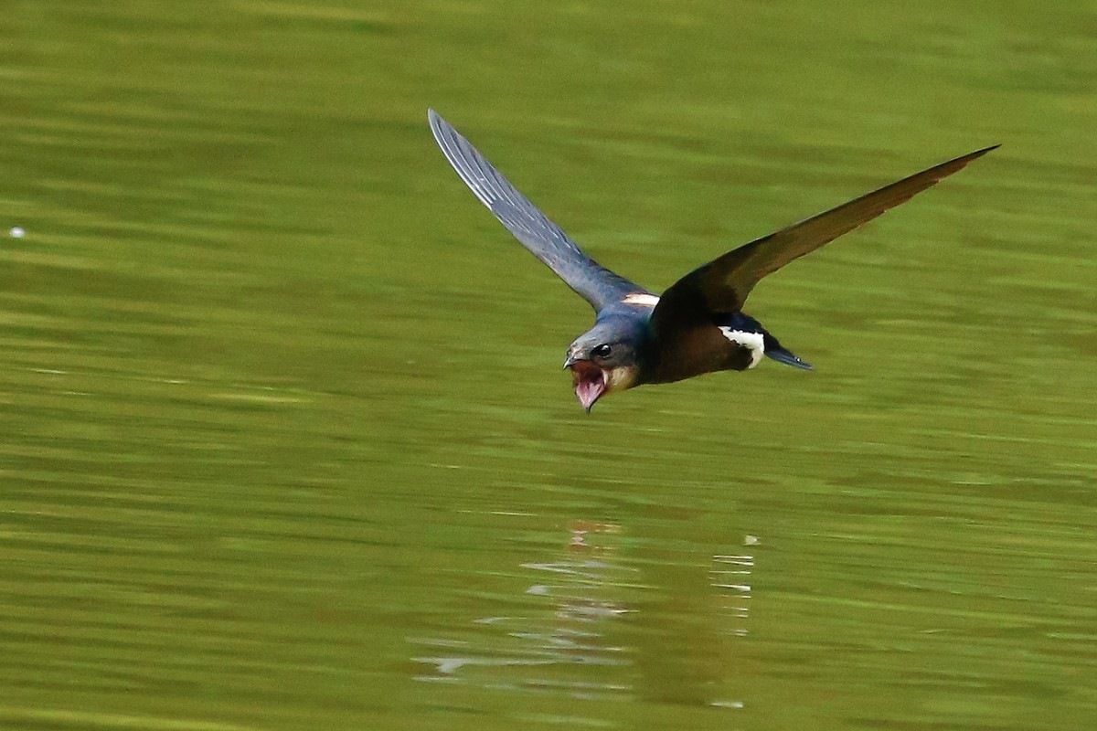 Silver-backed Needletail - ML511073471