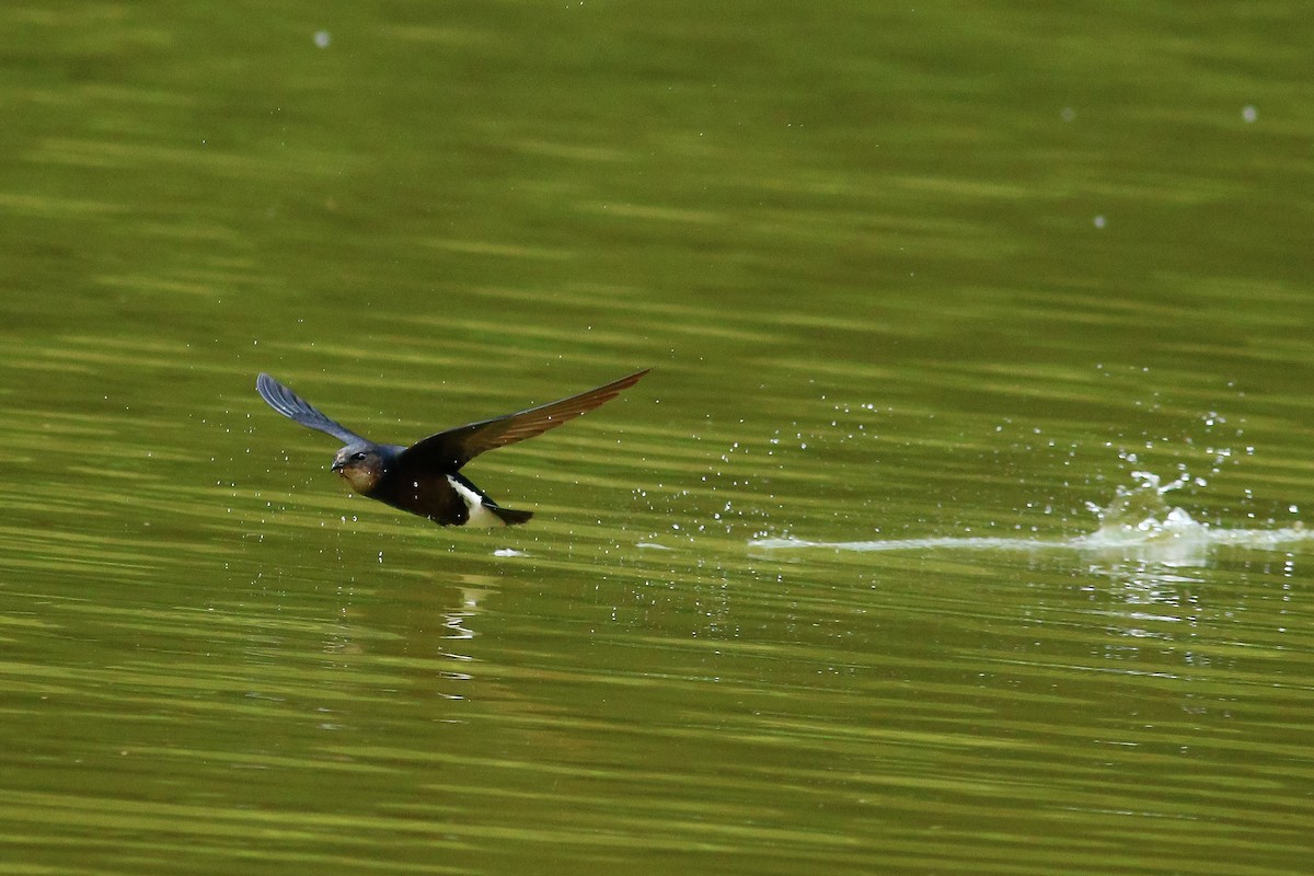 Silver-backed Needletail - ML511073481