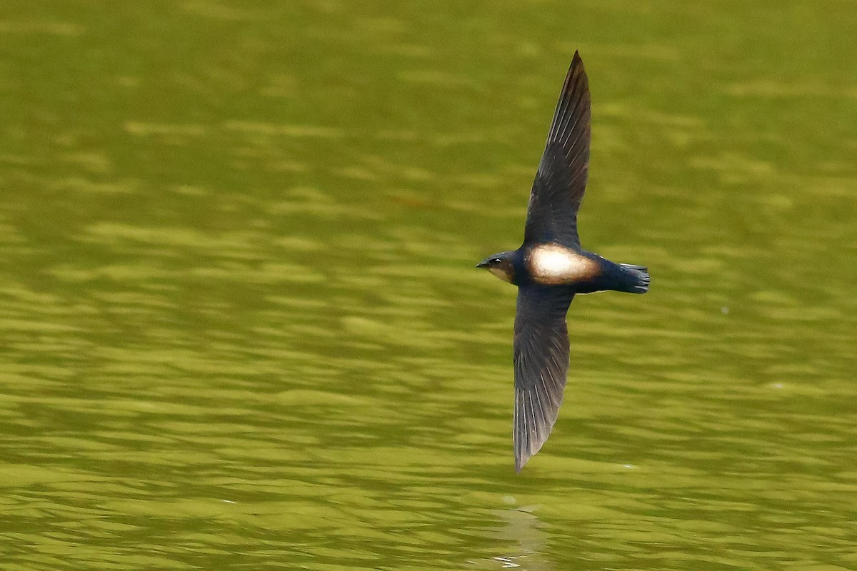Silver-backed Needletail - ML511073871