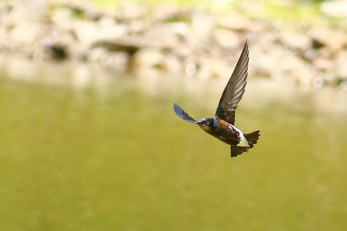 Silver-backed Needletail - ML511073941
