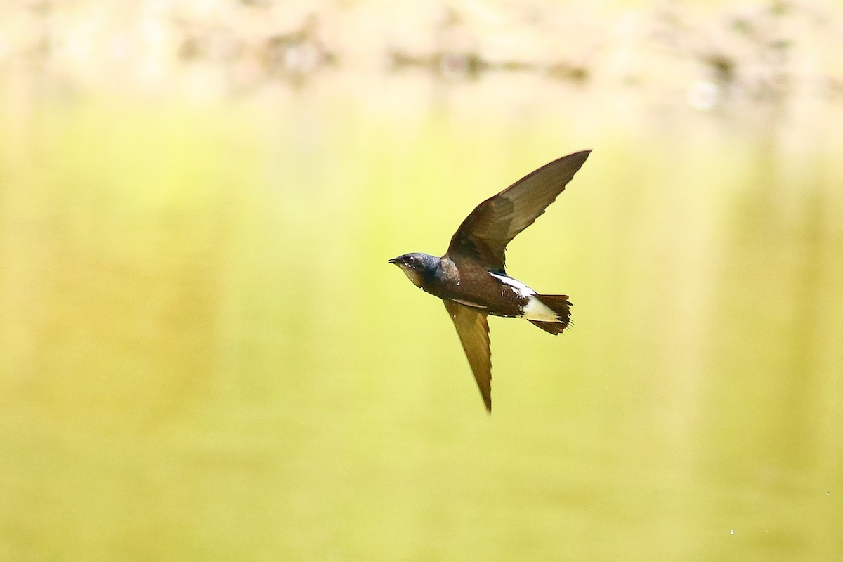 Silver-backed Needletail - ML511073961