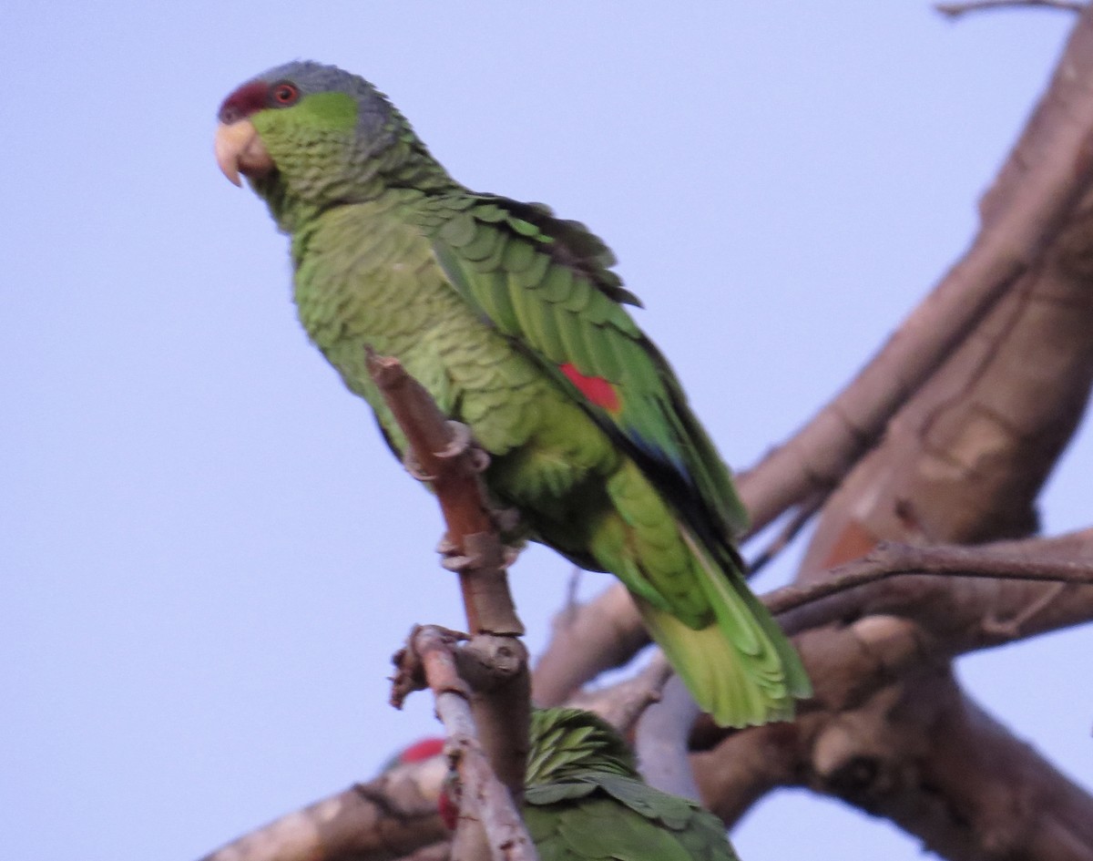 Lilac-crowned Parrot - ML511074351