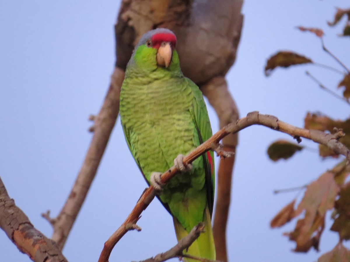 Lilac-crowned Parrot - Kevin Keirn